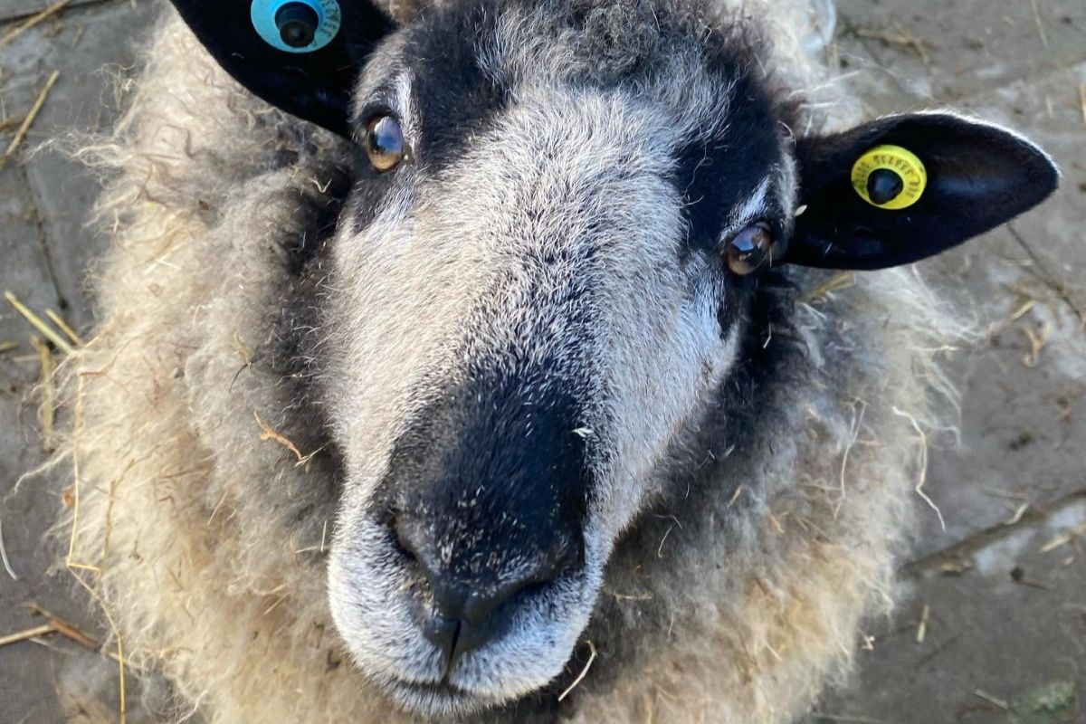 Our sheep got new hairdos!